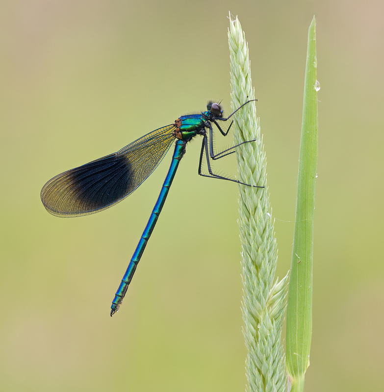 2009 (6) JUNE Banded Demoiselle male 